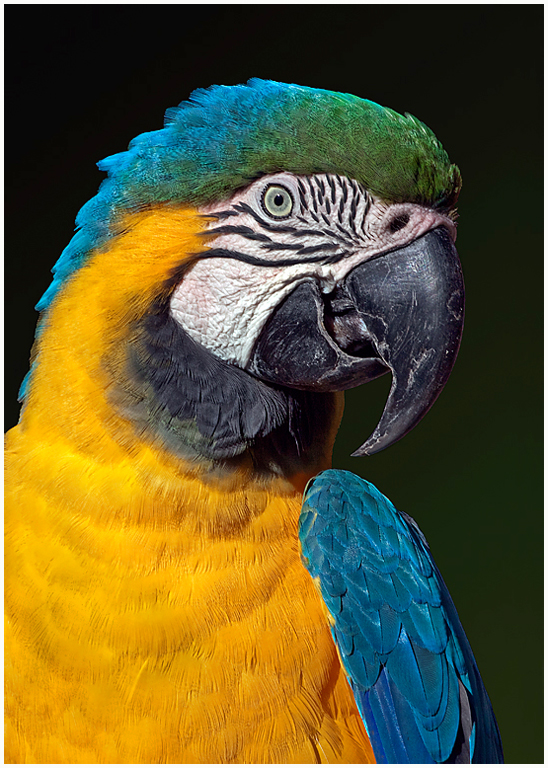 Multi Colored Macaw   P O'Malley